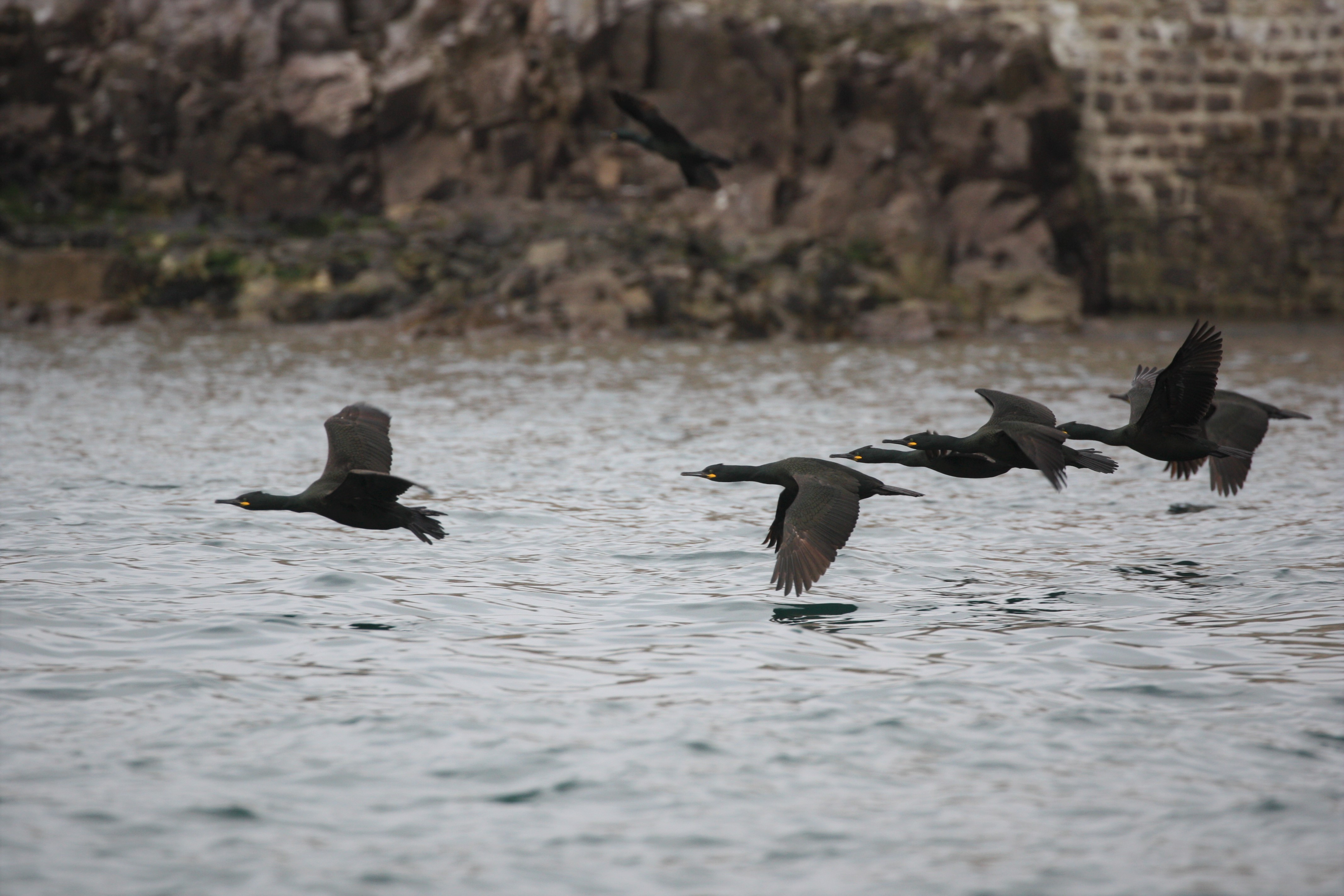 Vol de cormorans huppés - île du Large