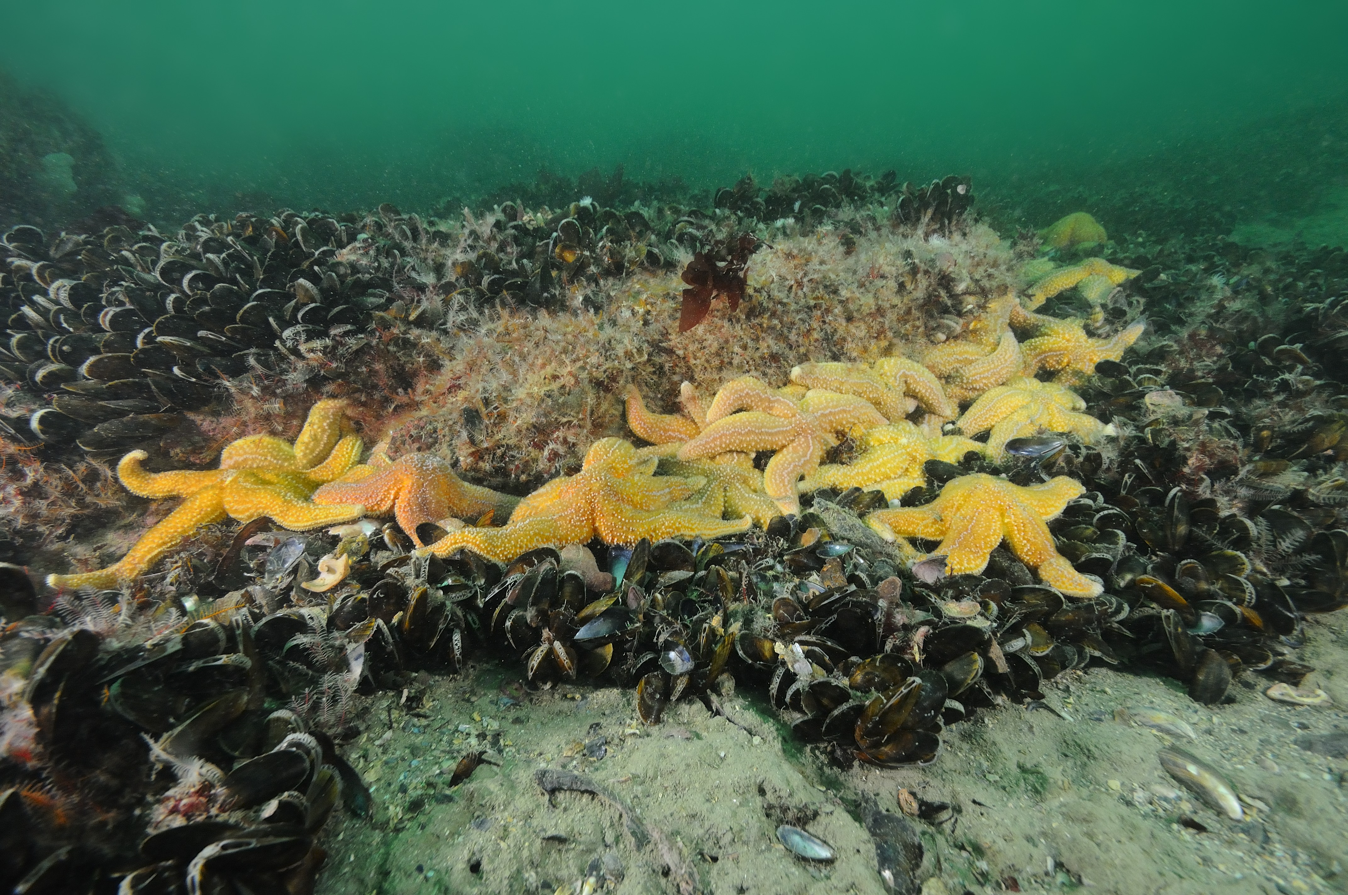 moulière site Cap Lévi