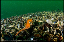 Moulières  à M. edulis et hippocampe moucheté (Hippocampus guttulatus)