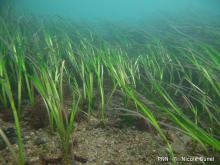 Herbier de zostères marines de l'anse du Vicq